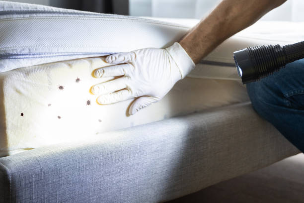 Best Affordable Pest Control Services  in Huntsville, AL