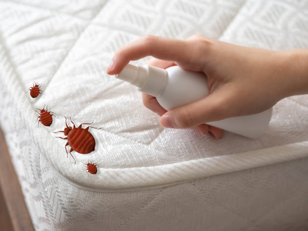 Best Termite Control Services  in Huntsville, AL