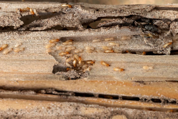 Best Flea Control Services  in Huntsville, AL